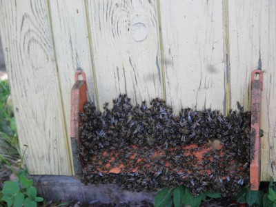 Warsztaty pszczelarskie 7-11.07.2021-warsztaty_pszczelarskie_2021_036.JPG