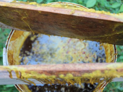 Warsztaty pszczelarskie 7-11.07.2021-warsztaty_pszczelarskie_2021_150.JPG